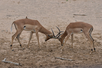 Impalas kämpfen Mkhuze National Park Südafrika