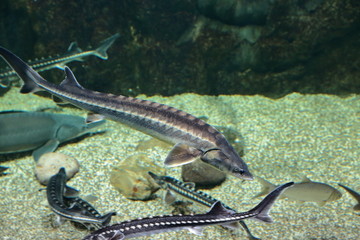 Fish, sea urchins and crabs, fugu and stars, as well as other inhabitants of warm coral reefs...