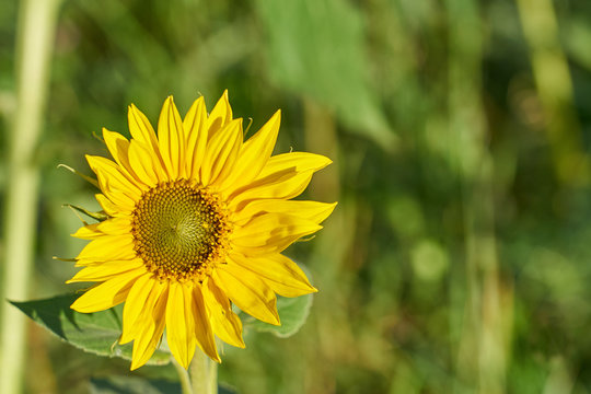 Yellow sun flower with blurred bokeh background on a feald on a sunny day. Copy space.