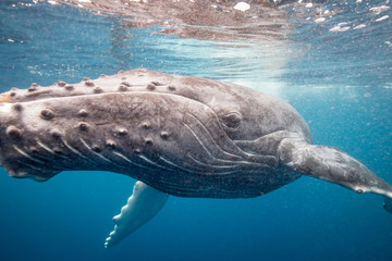 Upclose with a humpback whale