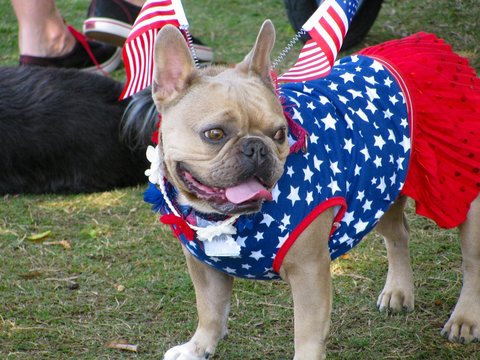 Cute bulldog in patriotic costume with American flags at U.S. Fourth of July dog parade.