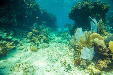 Fototapeta na wymiar Coral of Belize