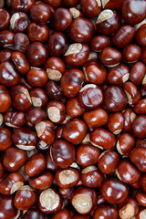 Ripe chestnuts background. Autumn decorations. Autumn concept.