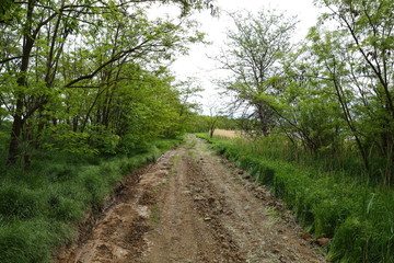 Deserted, broken, village road leading through the thickets to an abandoned village