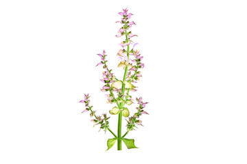 Clary Sage (Salvia Sclarea) Medicinal Herb Plant. Isolated on White Background.