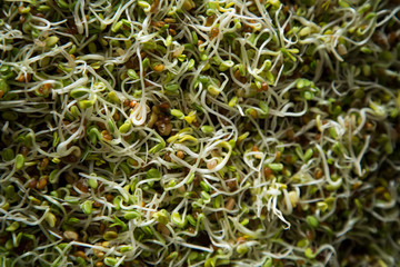 Sprouted Bean Sprouts Macro