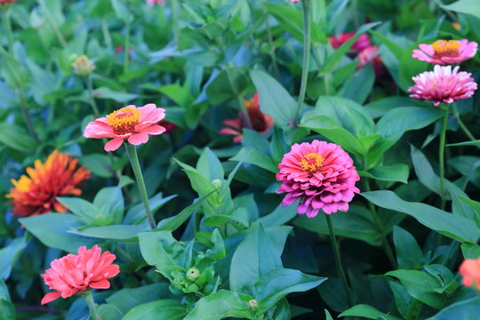 Zinnia red flowers on green flower bed background, amazing flowers with different shades