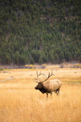 Elk in the rockies