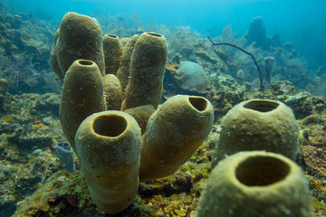 Reef Life in the Ocean