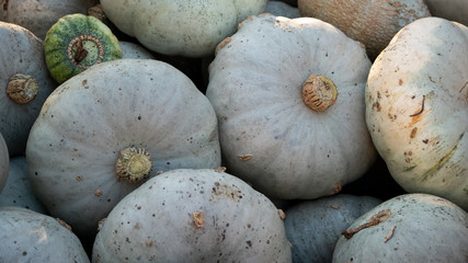 Harvest: Heap of Blue Kuri Hokkaido Pumpkin, Cucurbita maxima
