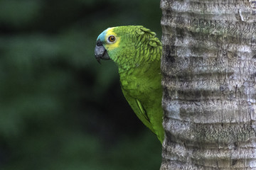 papagaio-verdadeiro amazona  