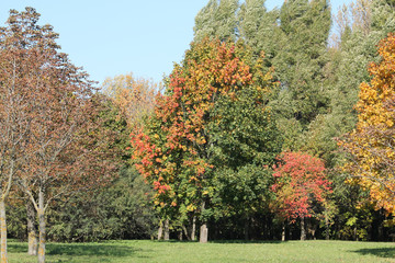 Autumn landscape with deciduous trees that began to turn red and yellow against clear blue sky