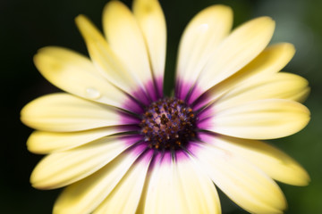 Blossomed Yellow and Purple Daisy