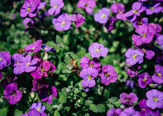 Purple Flowers in Field