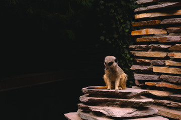 Erdmännchen im Zoo