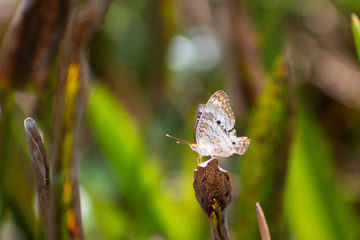 White Peacock Butterfly aka anartia jatrophae
