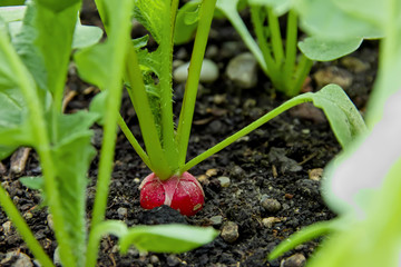 Radishes in the vegetable patch, Raphanus sativus var. Sativus, Bavaria, Germany Europe