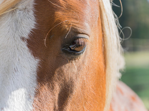 Huge eyes of a beautiful bay horse.