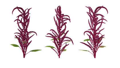 Isolated Amaranth (Amaranthus) Plant. - obrazy, fototapety, plakaty
