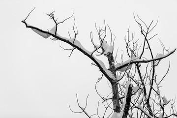 Trees covered in snow in the winter