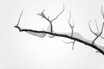 Isolated branch with snow on it