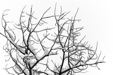 Trees covered in snow in the winter