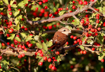 Red backed shrike sits on a hawthorn bush surrounded by bright red berries