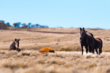 Fototapeta na wymiar Iconic wild horses in Kosciuszko National Park, NSW, Australia