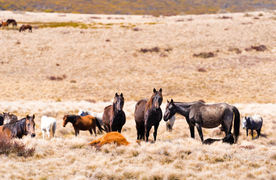 Iconic wild horses in Kosciuszko National Park, NSW, Australia