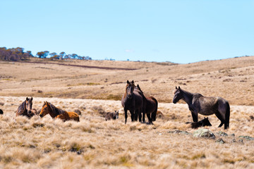 Iconic wild horses in Kosciuszko National Park, NSW, Australia