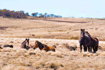 Iconic wild horses in Kosciuszko National Park, NSW, Australia