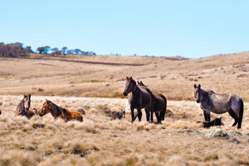 Iconic wild horses in Kosciuszko National Park, NSW, Australia