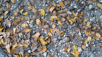Dry brown and yellow leaves on the ground with small stones on a September day in Texas City Park