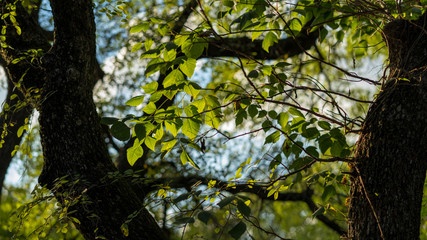 Green leaves on tree branches on a sunny September day in Texas City Park