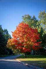 Naklejka premium new england neighborhood in autumn