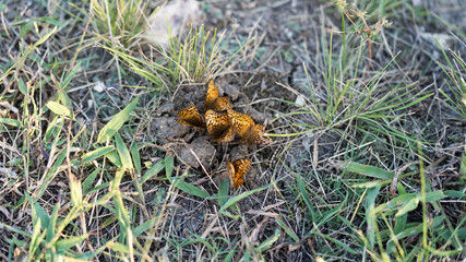 Butterflies in the grass on a sunny September evening in Texas City Park