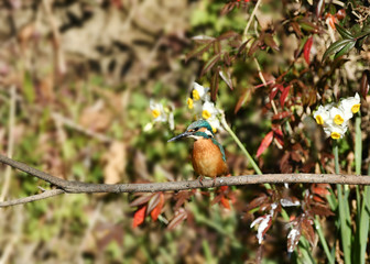 カワセミと水仙
