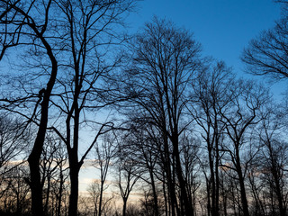 naked trees in winter afternoon