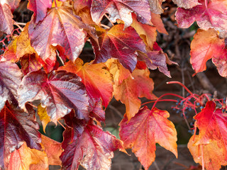 close-up of red leaf ivy in the fall