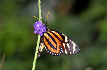 Fototapeta na wymiar Monarch butterfly on a blooming flower