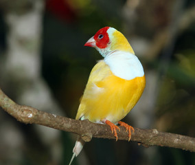 Finch in large aviary in a tree