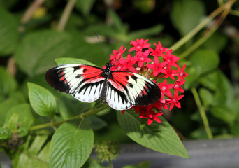 Butterfly on small red flowers