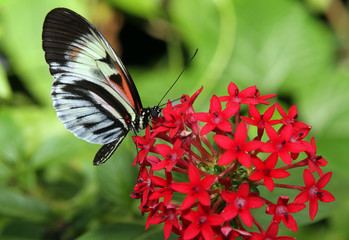 Butterfly on small red flowers