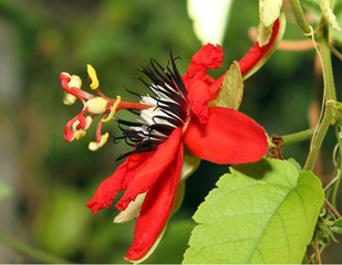 Flower - Passiflora