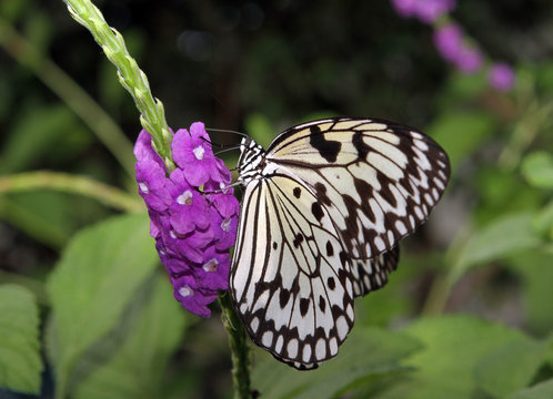 Butterfly On Small Purple Flowers