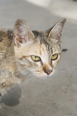 close up cute cat on cement floor
