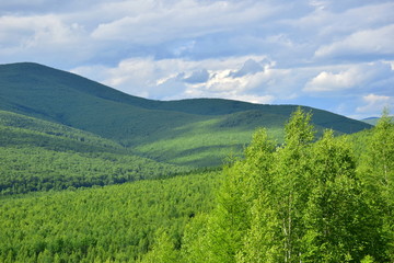 Fototapeta premium The green sea of the taiga. Green mountains and cloudy blue sky. Wild taiga. The Sikhote-Alin. In the foreground the green of the birches.