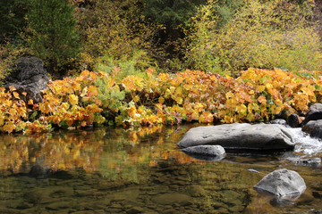 Fall colors next to a river