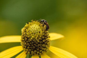 bee on flower