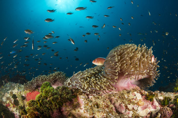 Fototapeta na wymiar Soft Coral & Fish 
